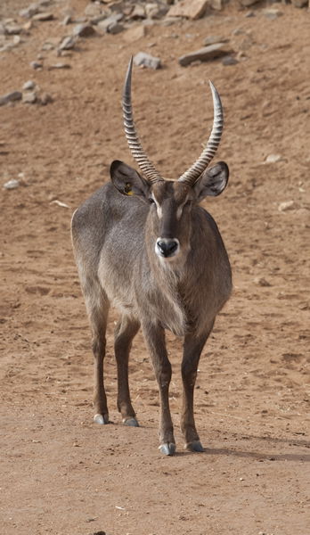 Monarto Zoo - Gold Coast 4U 1