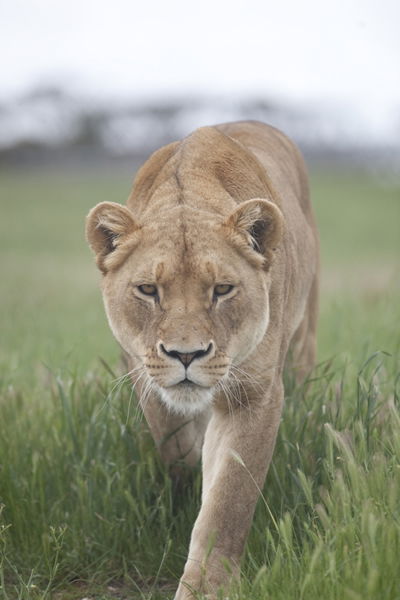 Monarto Zoo - Gold Coast 4U 2