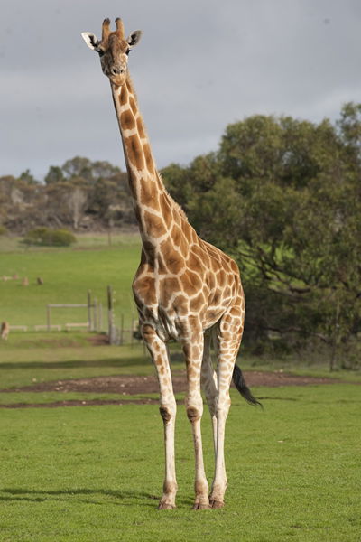 Monarto Zoo - Gold Coast 4U 3