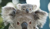  Accommodation Gold Coast