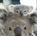 Billabong Koala and Wildlife Park - Accommodation Gold Coast
