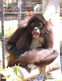 Billabong Koala And Wildlife Park - Accommodation Gold Coast 1