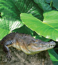 Billabong Koala And Wildlife Park - Accommodation Gold Coast 2