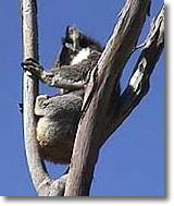 OZe Wildlife - Accommodation Gold Coast 2