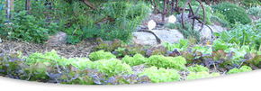 Calmsley Hill City Farm - Accommodation Gold Coast 1