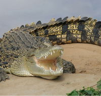 Dundee's Wildlife Park - Gold Coast 4U