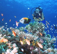 Drop Zone Dive Site - Accommodation Gold Coast