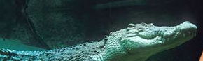 Territory Wildlife Park - Accommodation Gold Coast 3