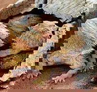 Alice Springs Reptile Centre - Accommodation Gold Coast