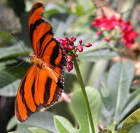 Butterfly Farm - Gold Coast 4U