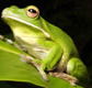 The Rainforest Habitat - Accommodation Gold Coast