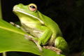 The Rainforest Habitat - Accommodation Gold Coast 0