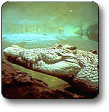 Kakadu National Park - Accommodation Gold Coast 1