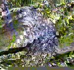 Koala Conservation Centre - Accommodation Gold Coast
