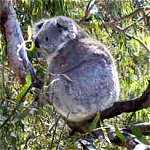Koala Conservation Centre - Accommodation Gold Coast 0