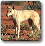 Uluru - Kata Tjuta National Park - Accommodation Gold Coast 3