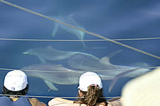 Temptation Sailing - Accommodation Gold Coast 2