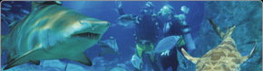 Scuba World - Accommodation Gold Coast 1