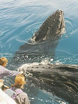 Storeyline Tours - Accommodation Gold Coast 1
