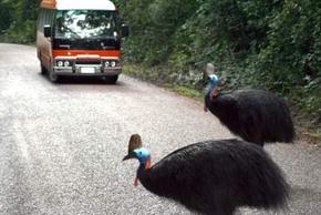 Kookaburra Tours - Accommodation Gold Coast 0