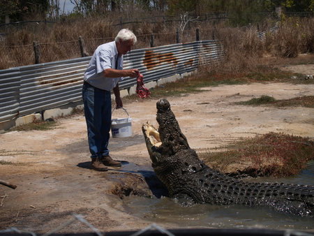 Koorana Saltwater Crocodile Farm - Accommodation Gold Coast 1