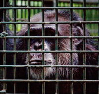Rockhampton Zoo - Accommodation Gold Coast