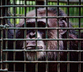 Rockhampton Zoo - Accommodation Gold Coast 0