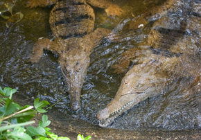 Rockhampton Zoo - Accommodation Gold Coast 1
