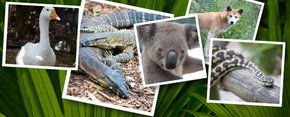 Rockhampton Zoo - Accommodation Gold Coast 2