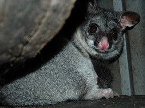 Bunbury Wildlife Park - Accommodation Gold Coast 2