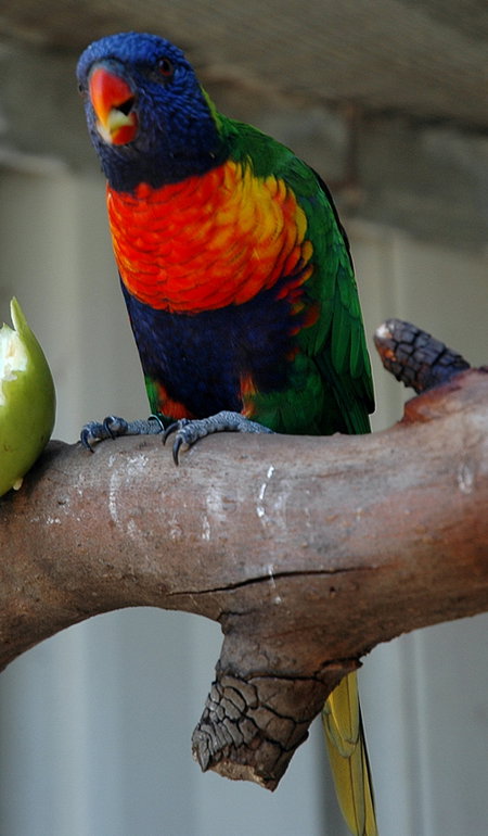 Bunbury Wildlife Park - Accommodation Gold Coast 3