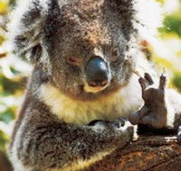 Gorge Wildlife Park - Accommodation Gold Coast