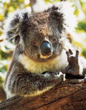 Gorge Wildlife Park - Gold Coast 4U 0
