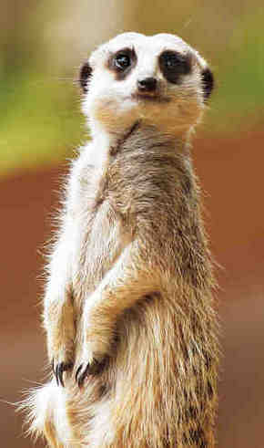 Gorge Wildlife Park - Gold Coast 4U 2