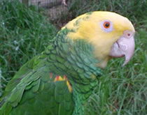Gorge Wildlife Park - Gold Coast 4U 3