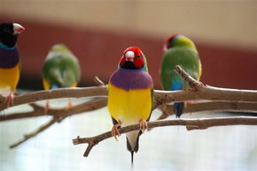 Kyabram Fauna Park - Accommodation Gold Coast 1