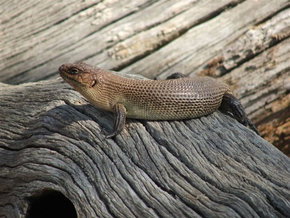 Kyabram Fauna Park - Accommodation Gold Coast 2