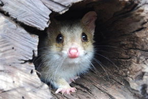 Kyabram Fauna Park - Accommodation Gold Coast 3