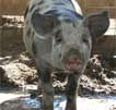 Wagga Wagga Zoo - Gold Coast 4U