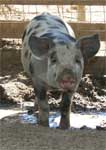Wagga Wagga Zoo - Accommodation Gold Coast 0