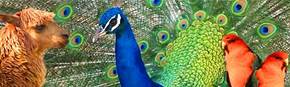 Wagga Wagga Zoo - Accommodation Gold Coast 1