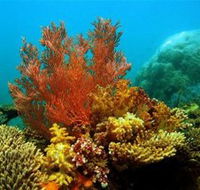 Three Islands Whale Shark Dive - Accommodation Gold Coast