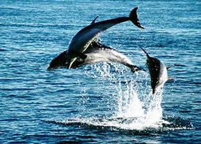 Polperro Dolphin Swims - Accommodation Gold Coast 1