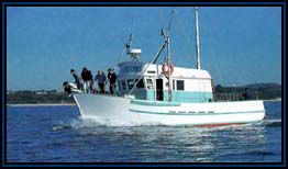 Polperro Dolphin Swims - Accommodation Gold Coast 2