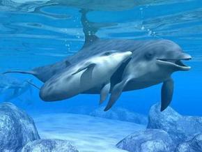 Polperro Dolphin Swims - Accommodation Gold Coast 3