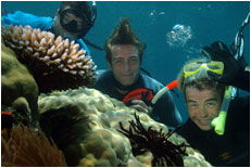 Dolphin Wild - Accommodation Gold Coast 1