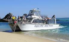 Dolphin Wild - Accommodation Gold Coast 2