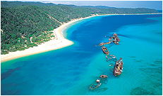 Dolphin Wild - Accommodation Gold Coast 3