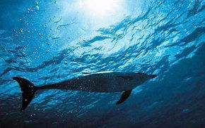 Dolphcom - Dolphin & Whale Swimming Adventures - 1 Gold Coast 1