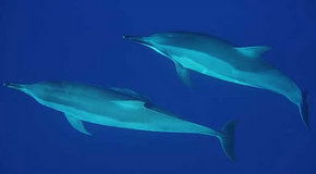 Dolphcom - Dolphin & Whale Swimming Adventures - 1 Gold Coast 3